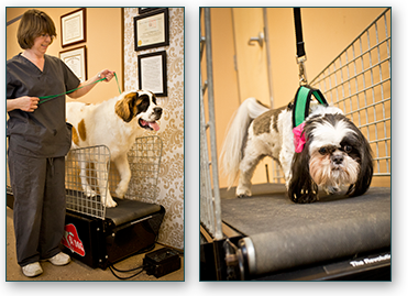Dog Treadmill Greensboro