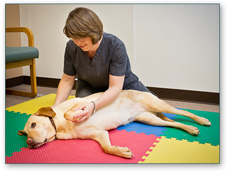 Burlington Pet Therapist