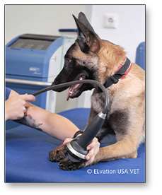 Underwater Dog Treadmill Greensboro